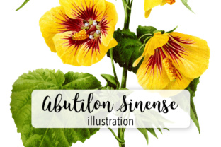 Abutilon Sinense Watercolor Illustrations Review