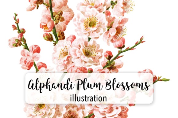 Alphandi Plum Blossoms Watercolor Illustrations
