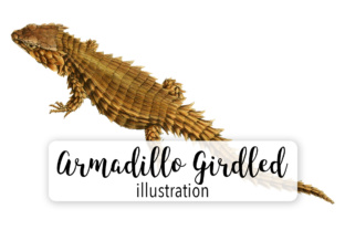 Armadillo Girdled Lizard Watercolor Illustrations