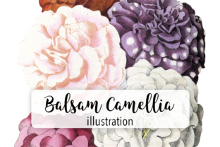 Balsam Camellia Watercolor Illustrations