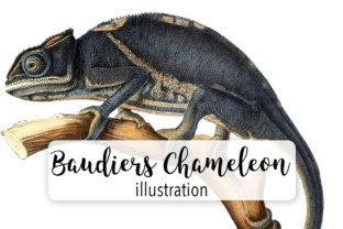 Baudriers Chameleon Watercolor Illustrations