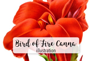 Bird of Fire Canna Watercolor Review