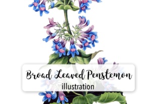 Broad Leaved Penstemon Watercolor Illustrations