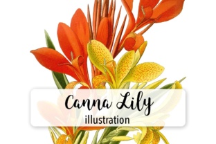 Canna Lily Indian Shot Watercolor Illustrations