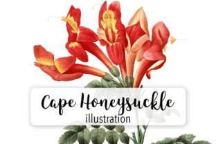 Cape Honeysuckle Watercolor Illustrations