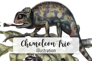 Chameleon Trio Watercolor Illustrations Review