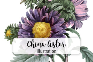 China Aster Watercolor Illustrations Review