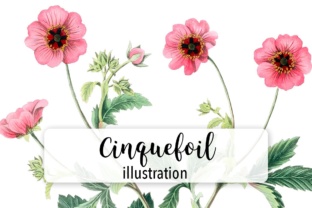 Cinquefoil Watercolor Illustrations Review