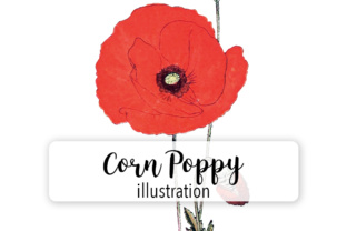 Corn Poppy Watercolor Illustrations Review