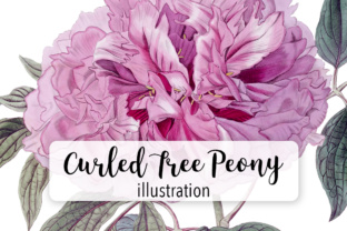 Curles Tree Peony Watercolor Illustrations