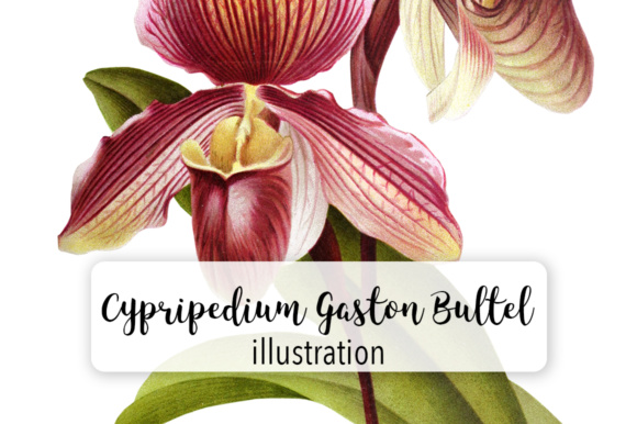 Cypripedium Gaston Bultel Watercolor Illustrations