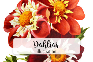 Dahlias Watercolor Illustrations Review