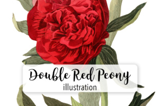 Double Red Officinal Peony Watercolor Illustrations