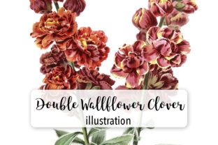 Double Wallflower Clover Watercolor Review