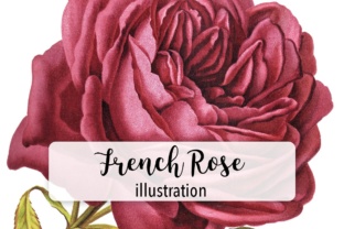 French Rose Watercolor Illustrations Review