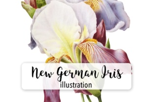 German Iris Watercolor Illustrations Review