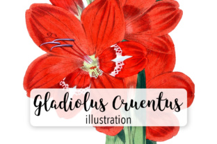 Gladiolus Cruentus Watercolor Embroidery Review