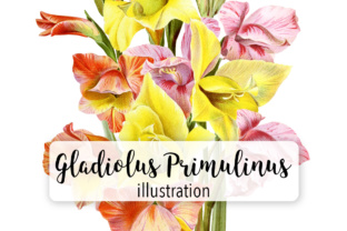 Gladiolus Primulinus Watercolor Review