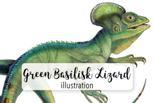 Green Basilisk Lizard Watercolor Illustrations