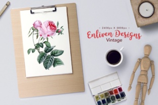 Hundred Leaf Watercolor Rose Illustrations