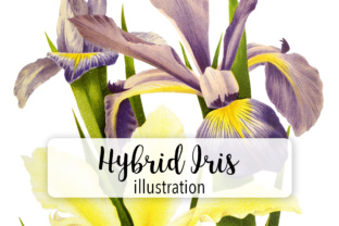 Hybrid Iris Watercolor Illustrations Review