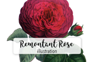Hybrid Remontant Watercolor Rose Review