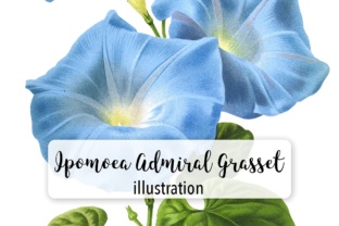 Ipomoea Admiral Grasset Watercolor Illustrations