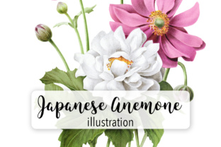 Japanese Anemone Watercolor Illustrations