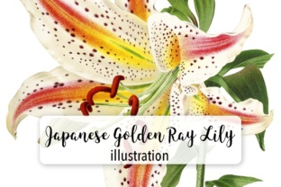 Japanese Golden Ray Lily Watercolor Illustrations