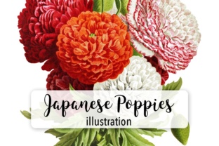 Japanese Poppies Watercolor Illustrations