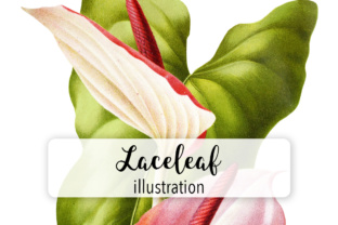 Laceleaf Watercolor Illustrations Review