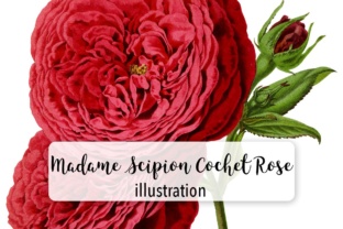 Madame Scipion Cochet Rose Watercolor Illustrations