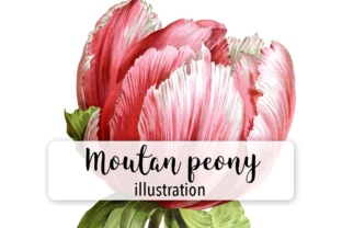 Mountan Peony Watercolor Illustrations Review