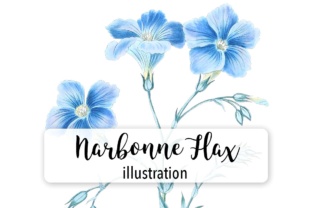 Narbonne Flax Watercolor Illustrations Review