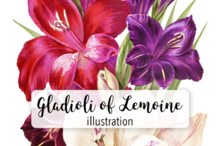 New Gladiolo of Lemoine Watercolor Illustrations