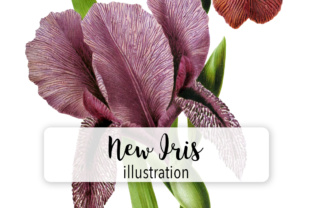 New Iris Varieties Watercolor Illustrations