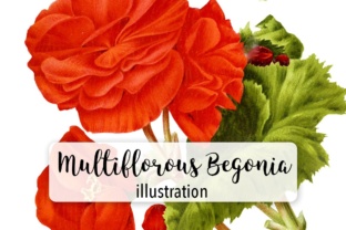 New Multiflorous Begonia Watercolor Illustrations