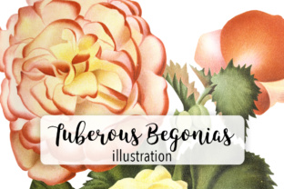 New Tuberous Begonia Watercolor Illustrations