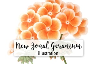 New Zonal Geranium Watercolor Illustrations