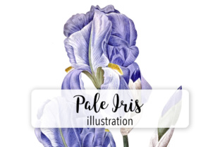 Pale Iris Watercolor Illustrations Review