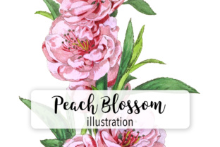 Peach Blossom Double Flowers Watercolor Illustrations
