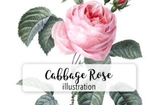 Pink Cabbage Rose Watercolor Illustrations