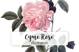 Pink Cyme Rose Watercolor: A Review for Illustrations