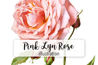 Pink Lyn Rose Watercolor Illustrations Review