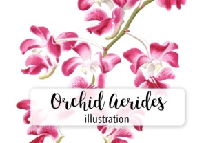 Pink Orchid Aerides Crassifolium Watercolor Illustrations