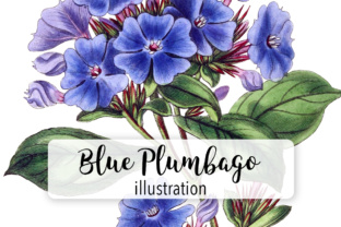 Plumbago Watercolor: Fresh Illustrations for Branding