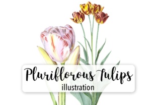 Pluriflorous Tulips Watercolor Illustrations