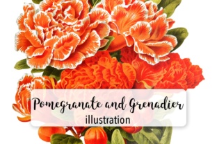 Pomegranate and Grenadier Watercolor Flowers Review