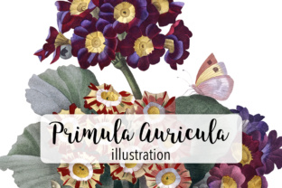 Primula Auricula Watercolor Flower Illustrations