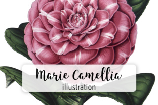 Princess Marie Camellia Watercolor Illustrations